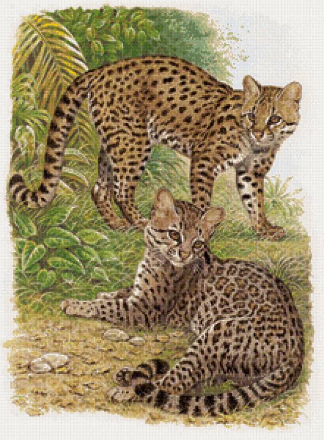 "Семейство кошачьих" - хищники, большие кошки - предпросмотр