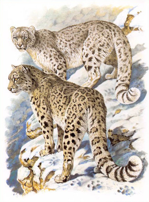 "Семейство кошачьих" - большие кошки, снежные барсы - оригинал
