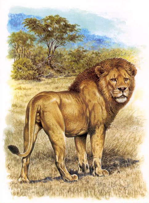 "Семейство кошачьих" - лев, большие кошки - оригинал