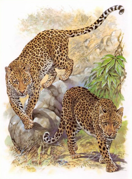 "Семейство кошачьих" - леопарды, большие кошки - оригинал