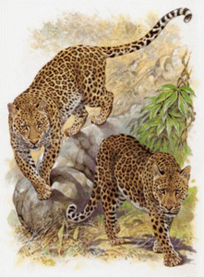 "Семейство кошачьих" - большие кошки, леопарды - предпросмотр