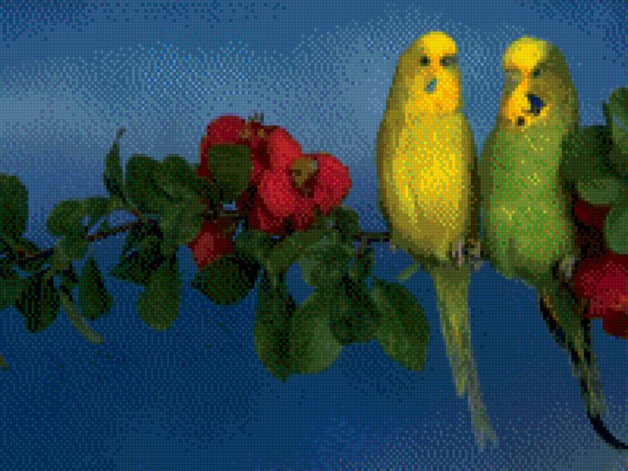 встреча - попугаи - предпросмотр