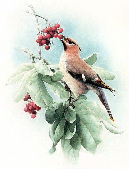 Птичка - птицы - оригинал