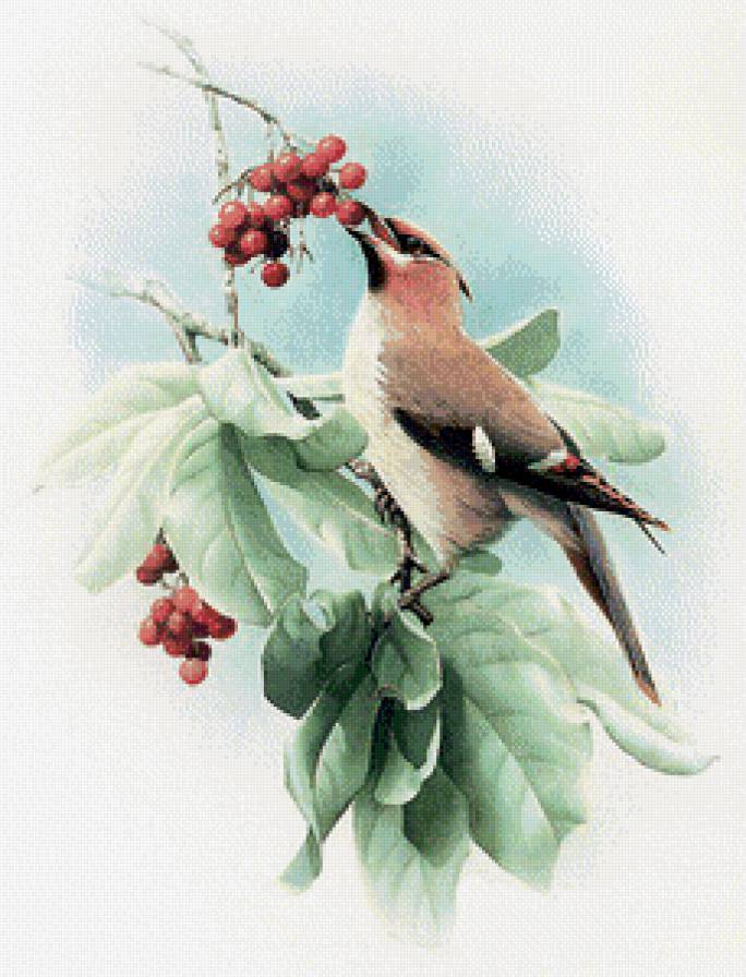 Птичка - птицы - предпросмотр