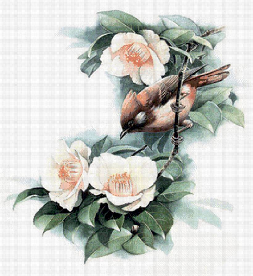 Птичка - птицы - предпросмотр