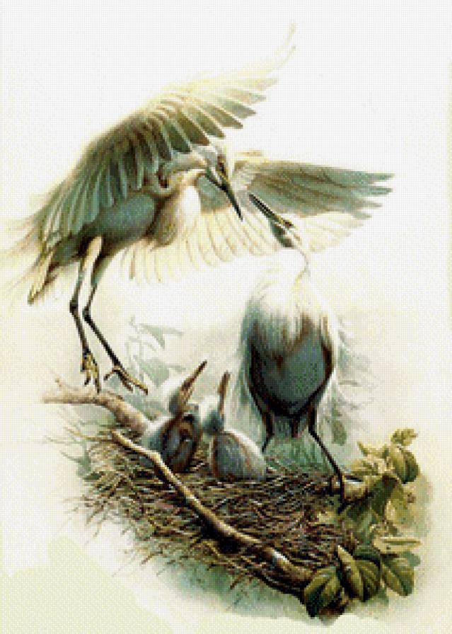 птицы - птицы - предпросмотр