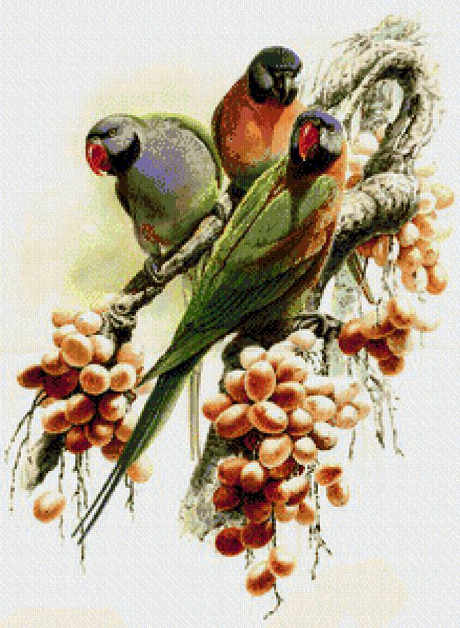 птици - предпросмотр