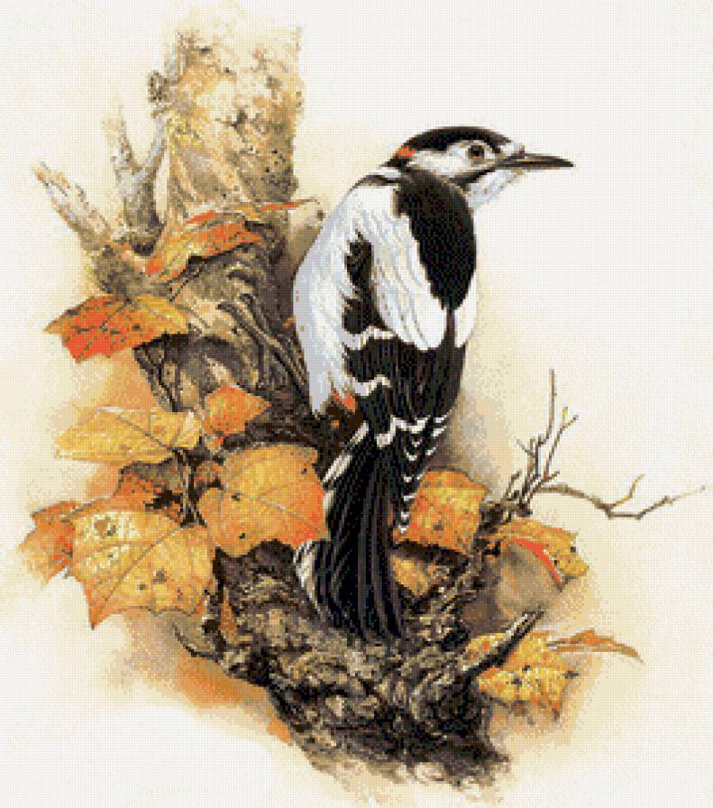 птици - предпросмотр