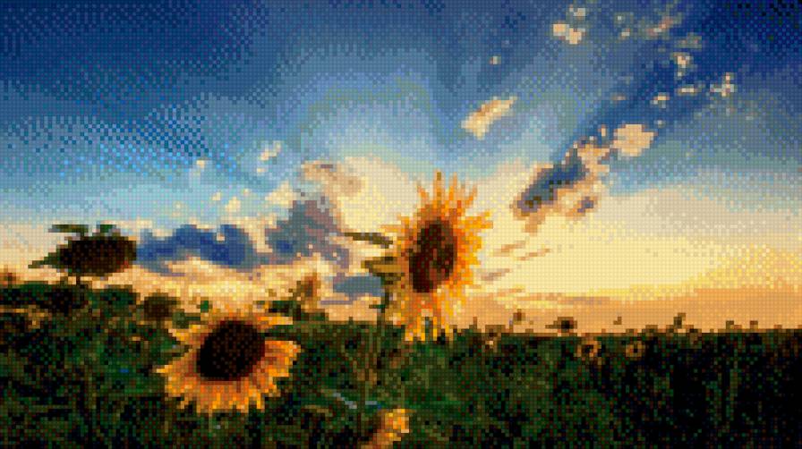 Подсолнух - предпросмотр