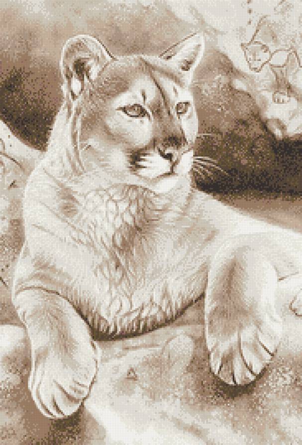 Пума - монохром, животные, сепия, большие кошки - предпросмотр