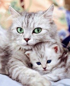 Мать и дитя - кошка, животные, природа, хищники - оригинал