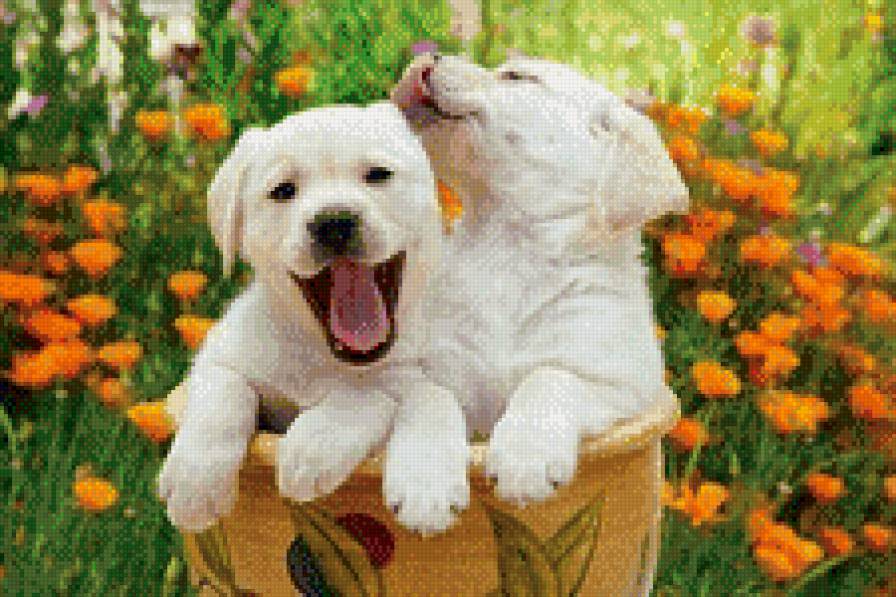 Друзья-малыши - природа, щенок, животные, собака, цветы - предпросмотр