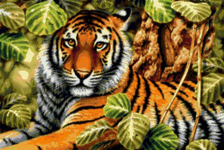 красавец - предпросмотр