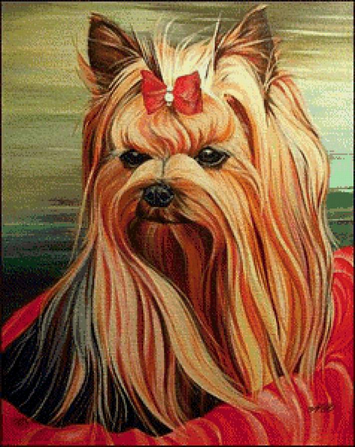 Красотка - собаки, мода, животные, модница - предпросмотр