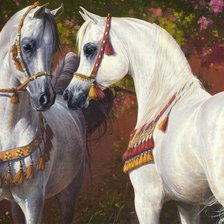 красавицы лошадки