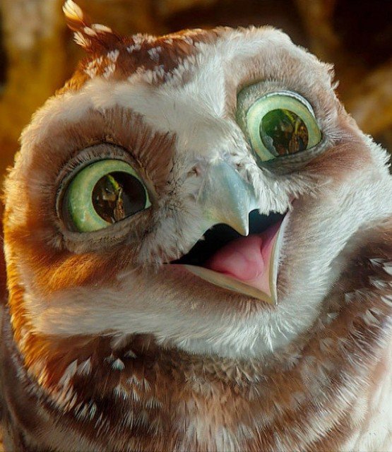 Капуша - сова, легенды ночных стражей, капуша, мультфильм - оригинал