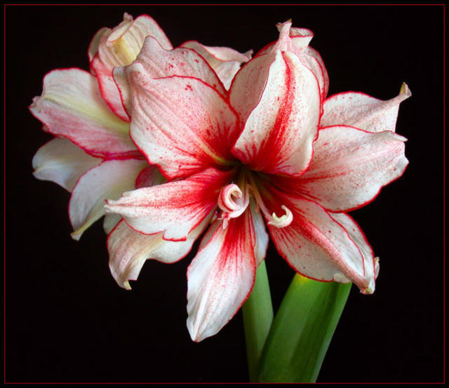 цветы - оригинал