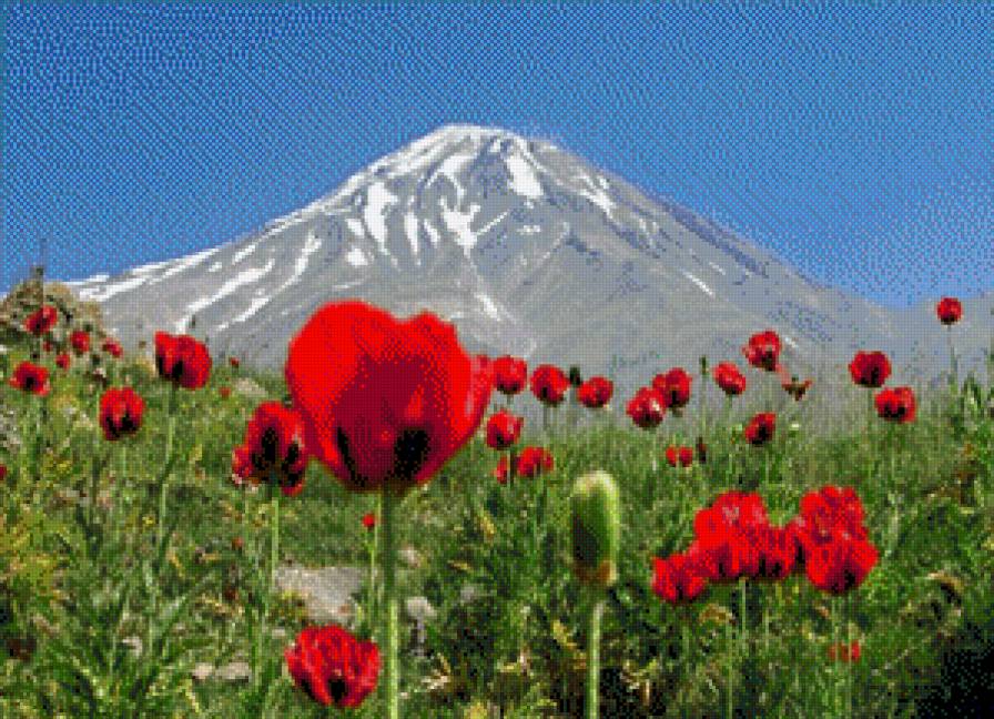 маки в горах - предпросмотр