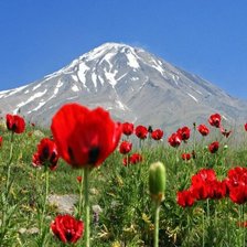 Схема вышивки «маки в горах»