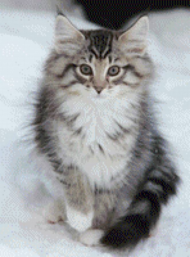 Киса в снегу - животные, снег, кот, кошка, киса - предпросмотр