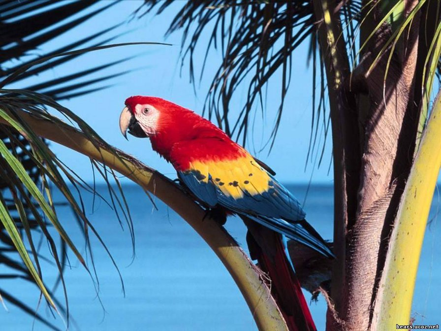 Попугай - цвет, разноцветный, попугай, птица, пальма - оригинал