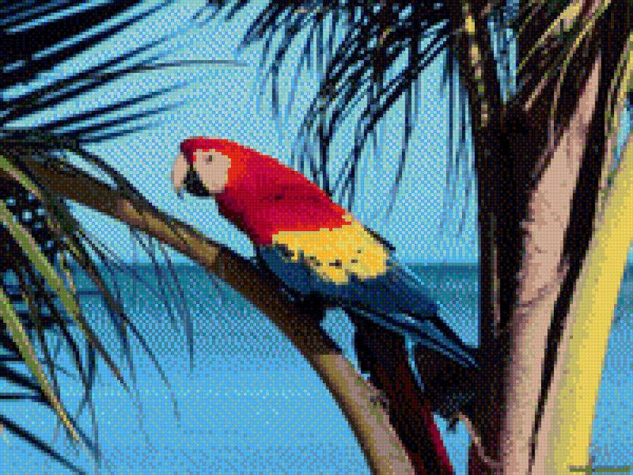 Попугай - разноцветный, попугай, пальма, цвет, птица - предпросмотр
