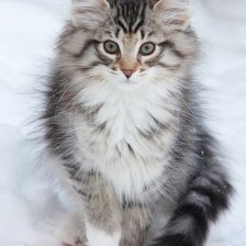 Схема вышивки «Киса»