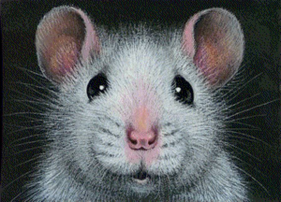 Мышка - мышка - предпросмотр