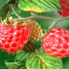 Схема вышивки «малина»