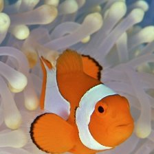 Схема вышивки «№522443»