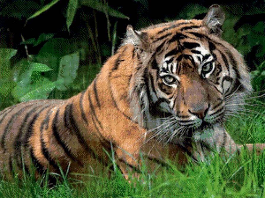 мой ласковый и нежный зверь - тигр - предпросмотр