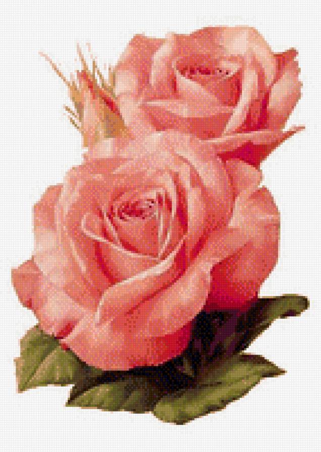 роза - розы, цветы, розовые - предпросмотр