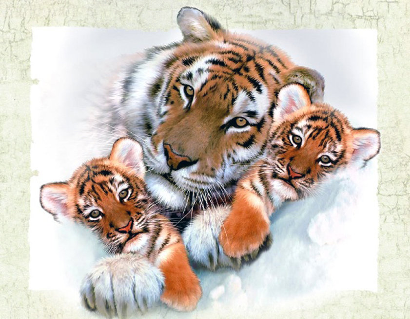 Тигры - животные - оригинал