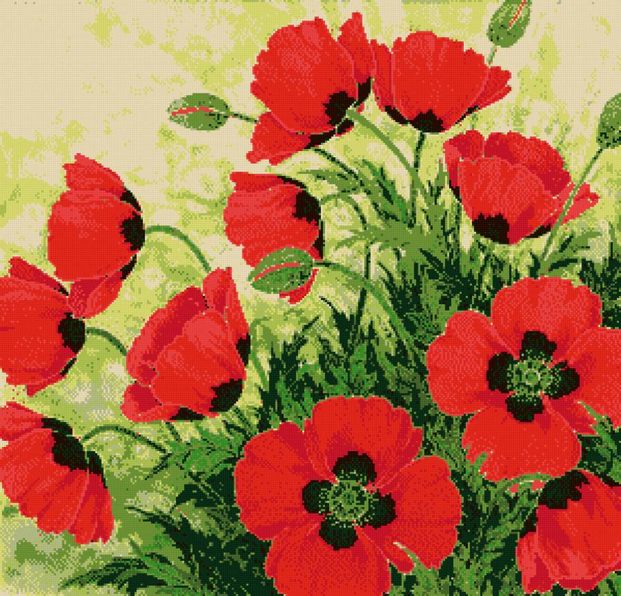 маки - цветы, маки - предпросмотр