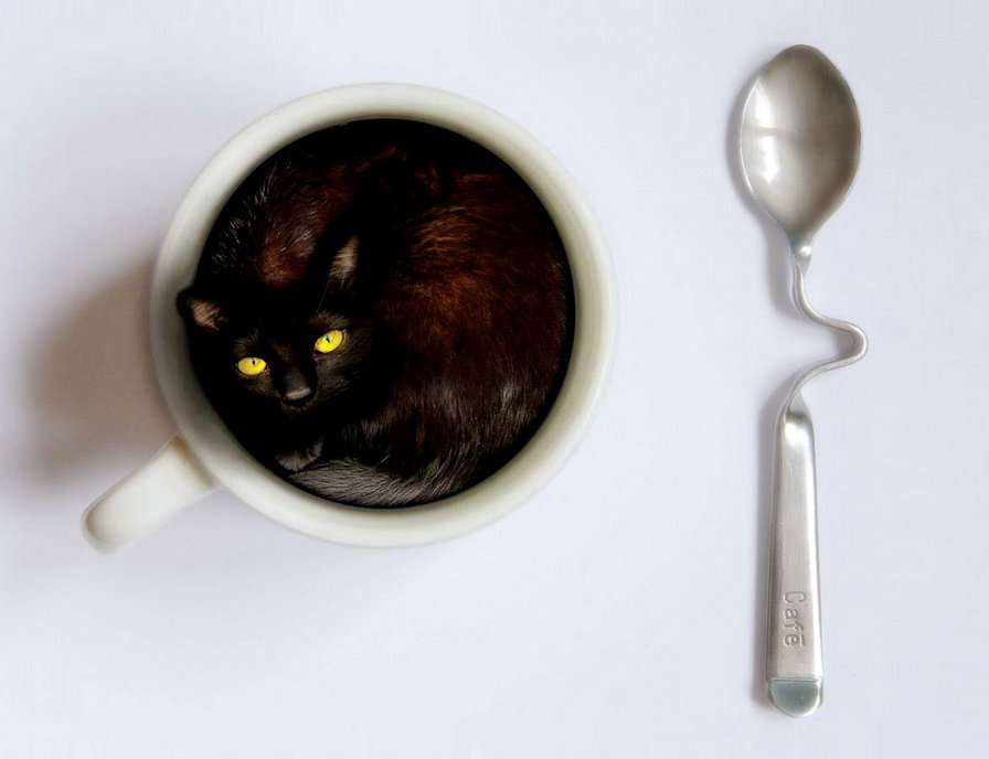 чашечку черного - кошка, кухня, посуда, ложка, взгляд, кот - оригинал