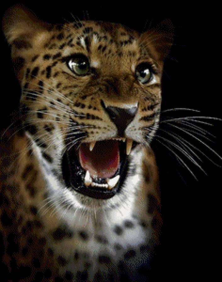 Хищник - дикие кошки, животные - предпросмотр