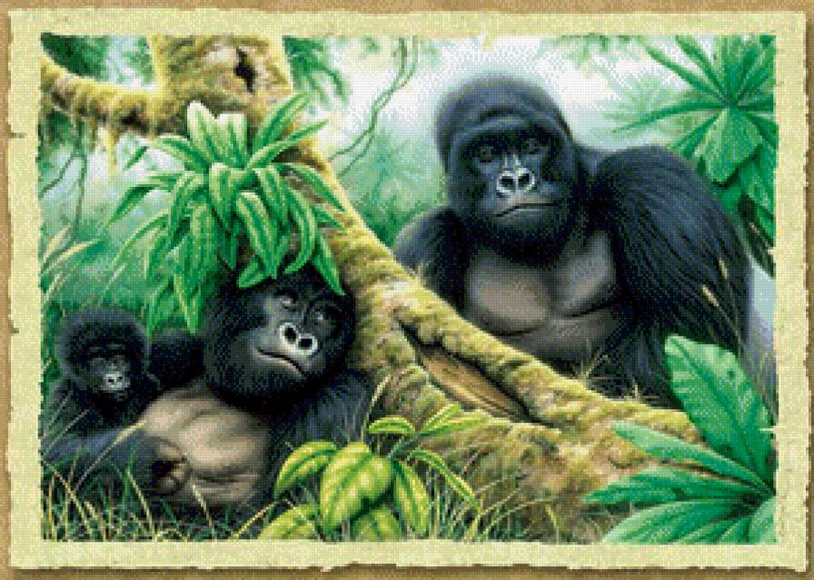 Гориллы - животные - предпросмотр