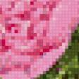 Предпросмотр схемы вышивки «Пионы» (№523132)