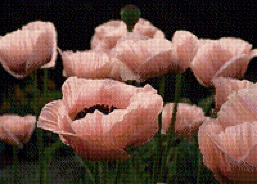 Маки - предпросмотр