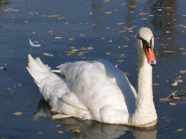 лебедь - птицы - оригинал