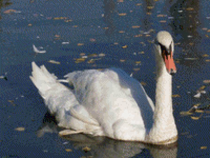 лебедь - птицы - предпросмотр