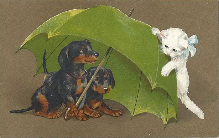 Играем в прятки - кот, собака, зонтик, животные - оригинал