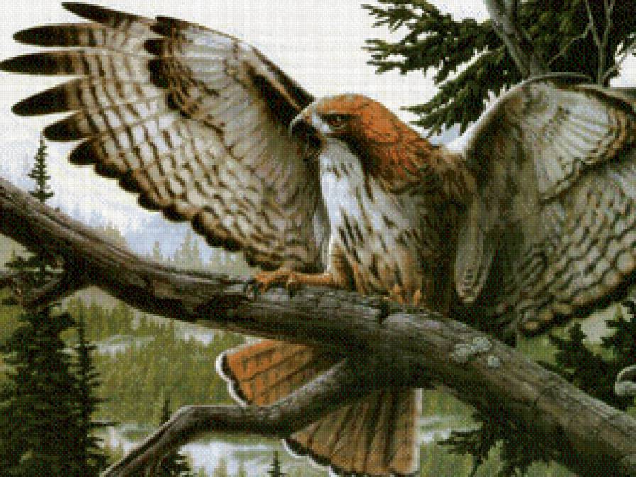 Расправив крылья - ястребы, соколы, птицы, пейзаж - предпросмотр