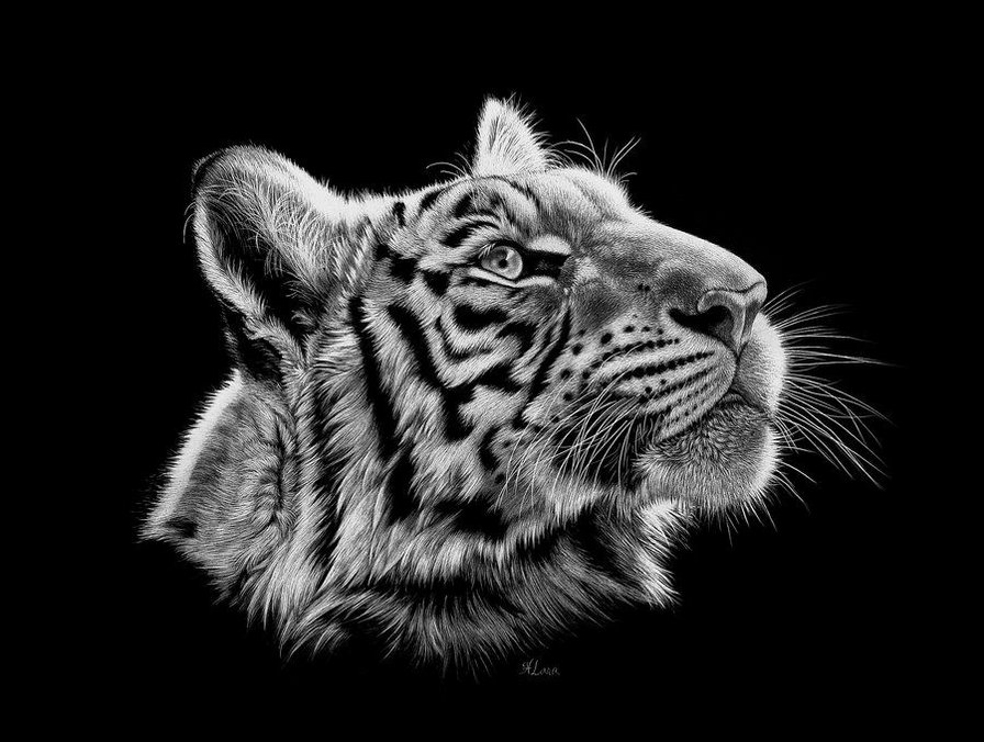 Серия "Белое на черном" - тигры, животные - оригинал