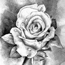 Оригинал схемы вышивки «роза» (№523392)