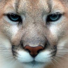 Схема вышивки «№523418»