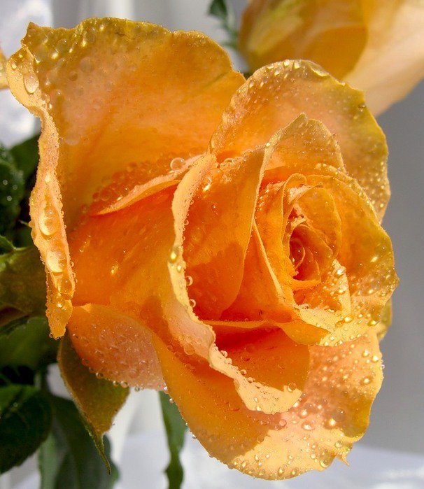 роза - флора - оригинал