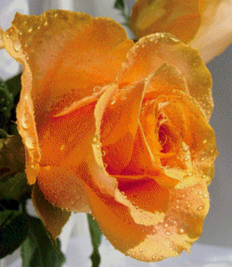 роза - флора - предпросмотр