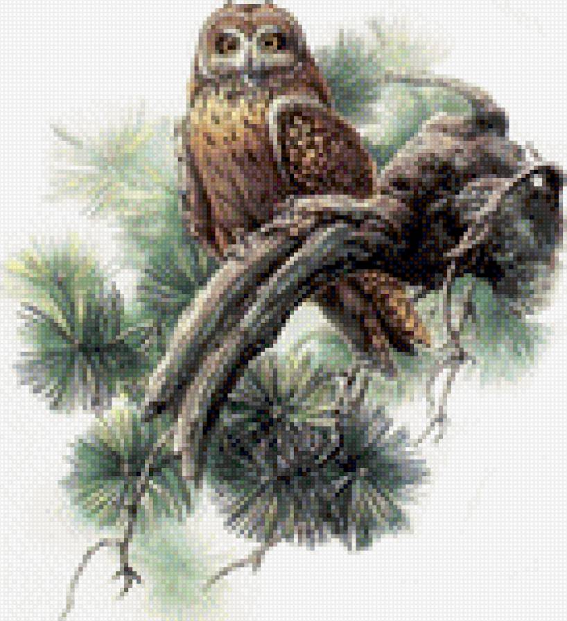 Сова на сосне - сова, сосна - предпросмотр