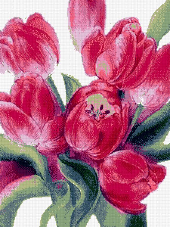 тюльпаны - предпросмотр